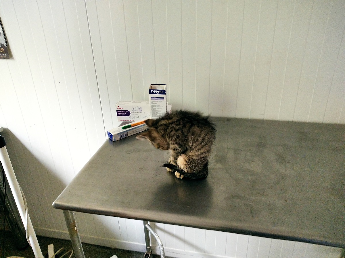 Młody kot siedzi w gabinecie zabiegowym na stole 